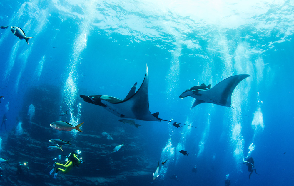 Repérer d'incroyables animaux sous-marins lors d'une escapade sur une île 3