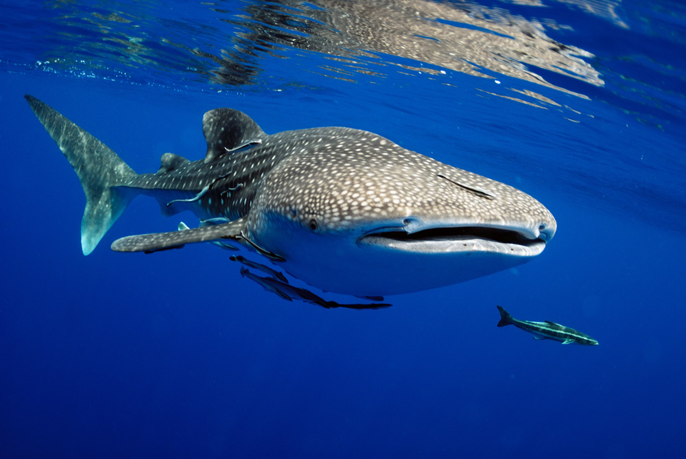 Repérer d'incroyables animaux sous-marins lors d'une escapade sur une île 4