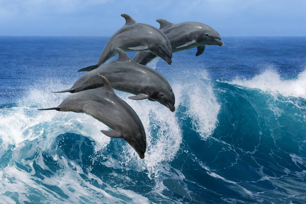 Repérer d'incroyables animaux sous-marins lors d'une escapade sur une île 5