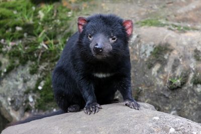 Révéler les meilleurs parcs nationaux de Tasmanie lors d'un voyage en Australie 4