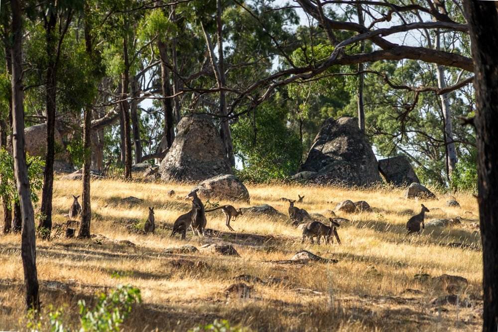 Sites indigènes fascinants à explorer lors d'un voyage en Australie 8