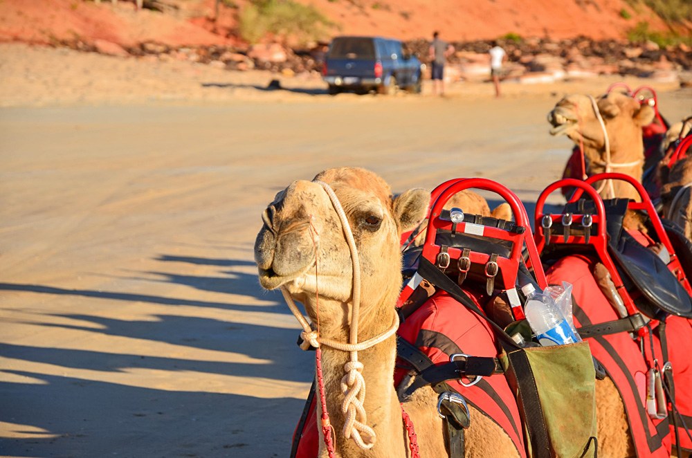 Suivre son propre chemin lors d'un voyage en voiture en Australie occidentale 6