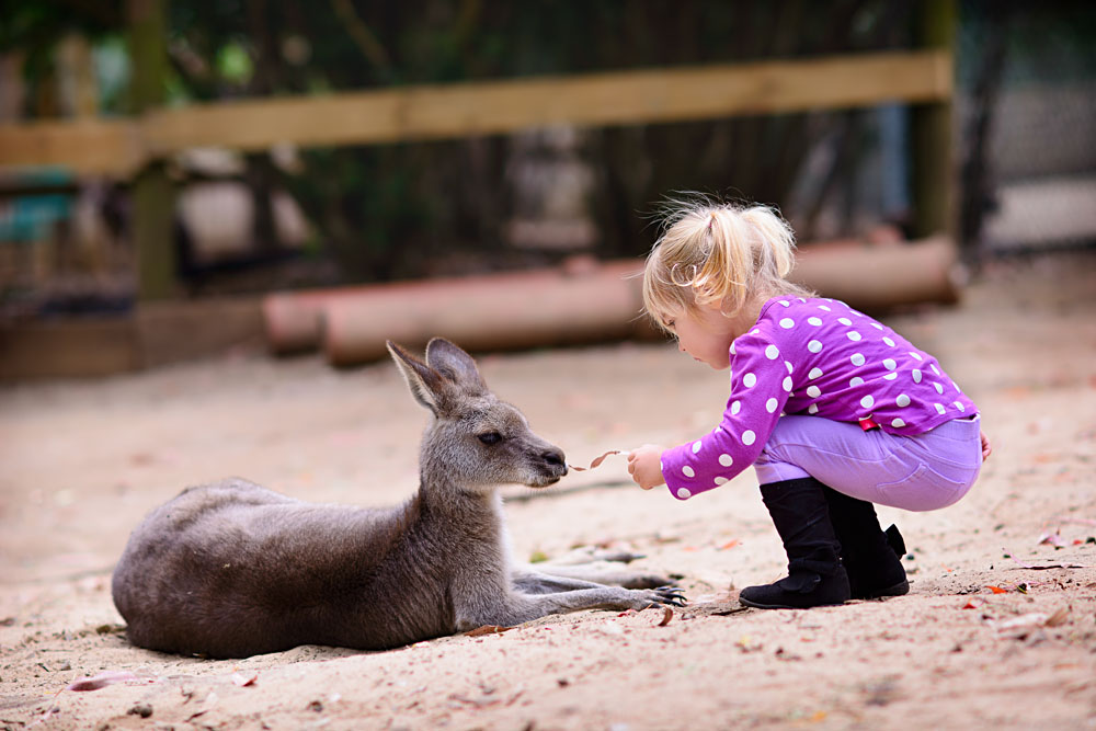 Tant de choses à voir au zoo de Taronga à Sydney 2