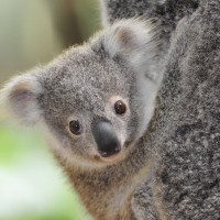 Tirer le meilleur parti de la Gold Coast australienne 1