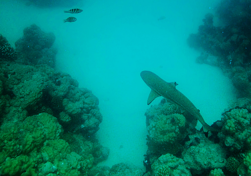 Trouver le paradis dans les îles les moins connues de Tahiti 4