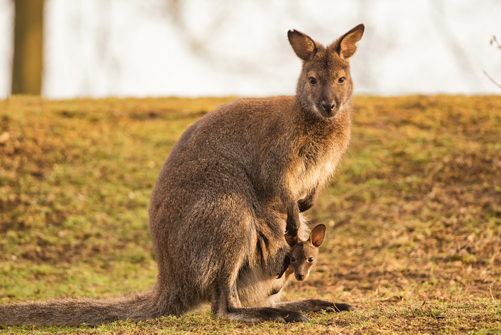 Une faune unique en Australie et en Nouvelle-Zélande 1