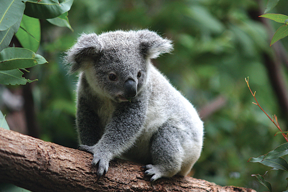 Une faune unique en Australie et en Nouvelle-Zélande 2