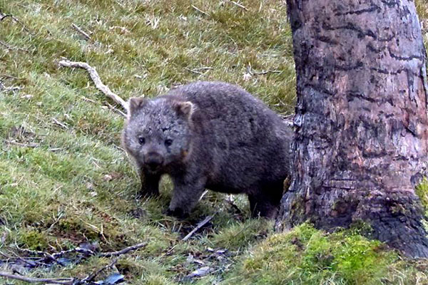Une faune unique en Australie et en Nouvelle-Zélande 3