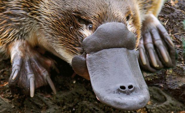 Une faune unique en Australie et en Nouvelle-Zélande 4