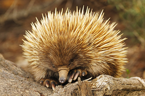Une faune unique en Australie et en Nouvelle-Zélande 5