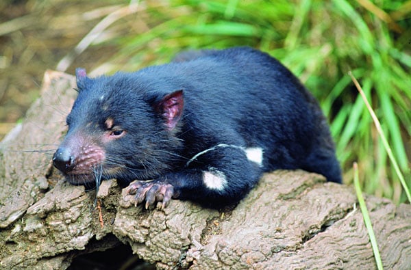Une faune unique en Australie et en Nouvelle-Zélande 6