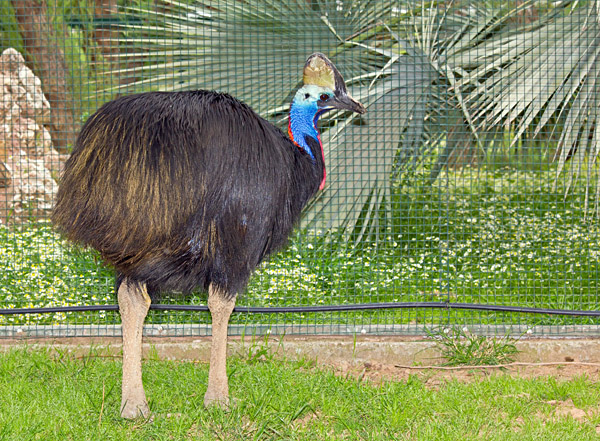 Une faune unique en Australie et en Nouvelle-Zélande 7
