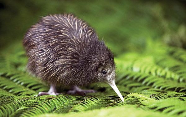 Une faune unique en Australie et en Nouvelle-Zélande 8