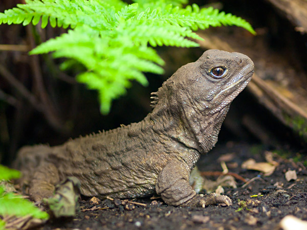 Une faune unique en Australie et en Nouvelle-Zélande 9