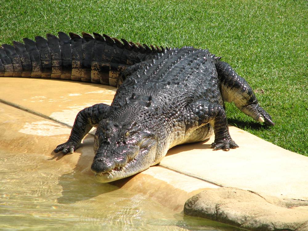Visite du côté le plus sauvage du Queensland au zoo d'Australie 3