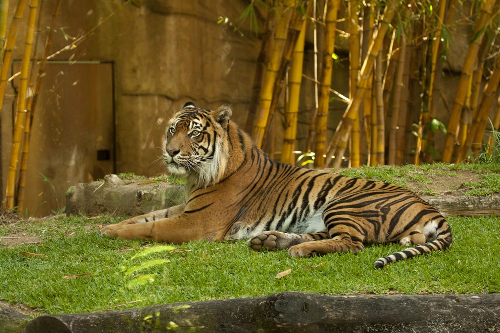 Visite du côté le plus sauvage du Queensland au zoo d'Australie 4
