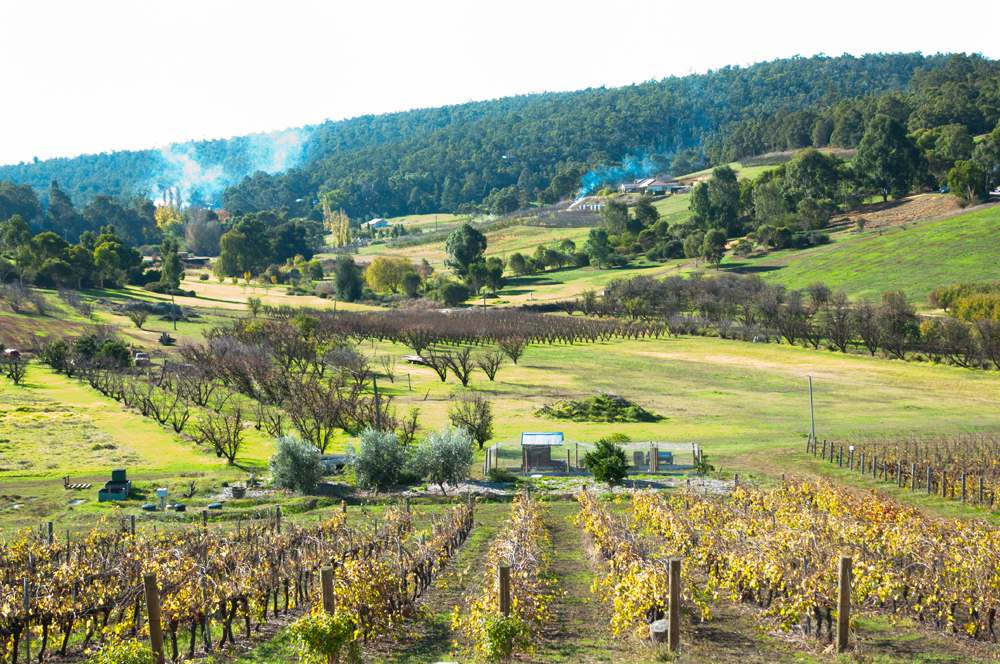 Visitez des régions viticoles exceptionnelles et bien plus encore lors d'un voyage en Australie. 11