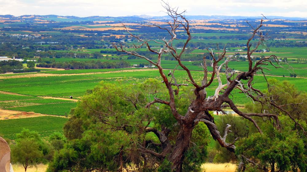 Visitez des régions viticoles exceptionnelles et bien plus encore lors d'un voyage en Australie. 3