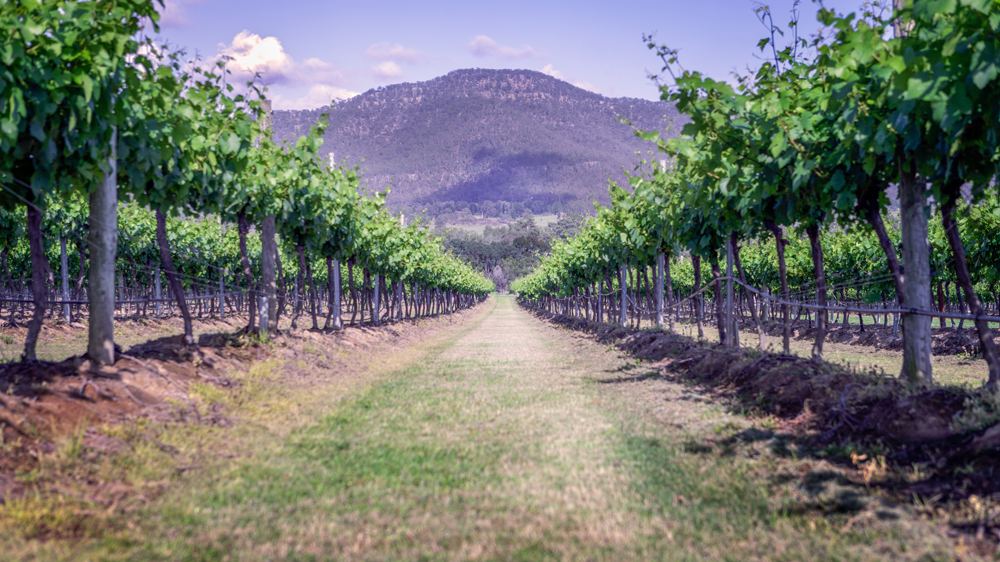 Visitez des régions viticoles exceptionnelles et bien plus encore lors d'un voyage en Australie. 5