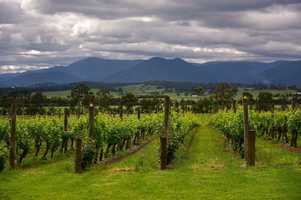 Visitez des régions viticoles exceptionnelles et bien plus encore lors d'un voyage en Australie. 8