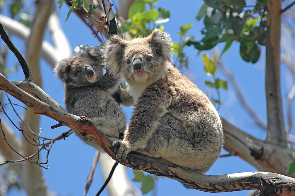 Votre guide ultime de la route des océans en Australie 4