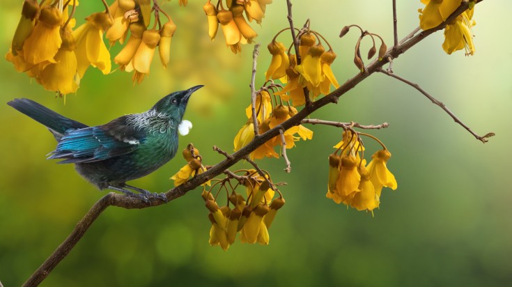 La Nouvelle-Zélande en novembre : Un temps idéal pour les activités de plein air 2