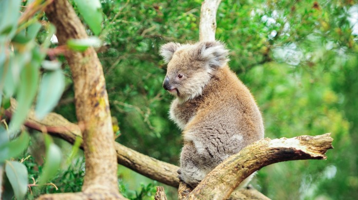 L'Australie en janvier : Temps chaud et ciel dégagé 2