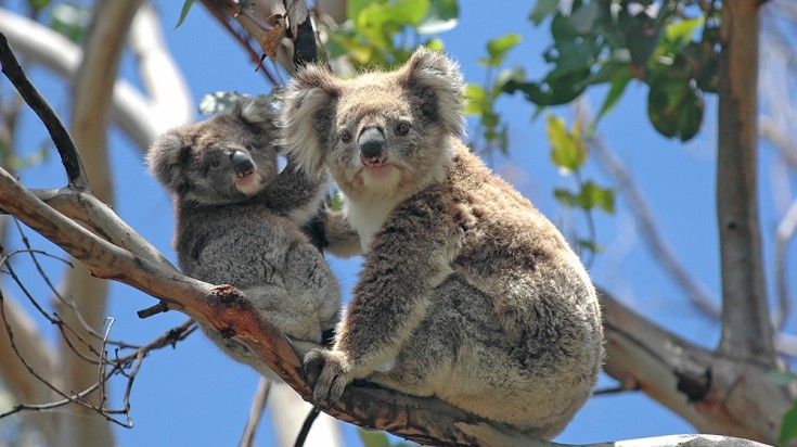L'été en Australie : Conseils météorologiques et destinations privilégiées 3