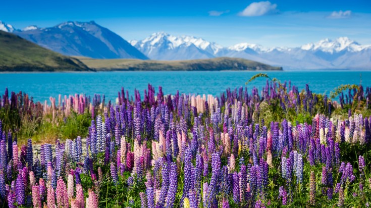 Meilleure période pour visiter la Nouvelle-Zélande 4