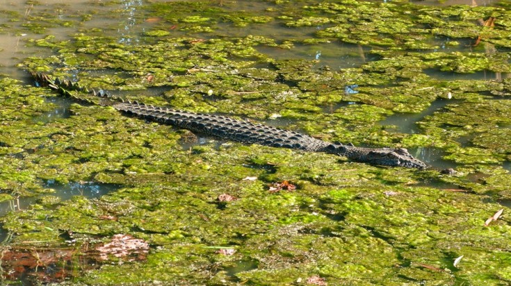 11 choses à faire à Darwin, Territoire du Nord de l'Australie 2