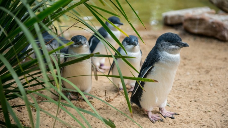 12 îles à visiter en Australie 2
