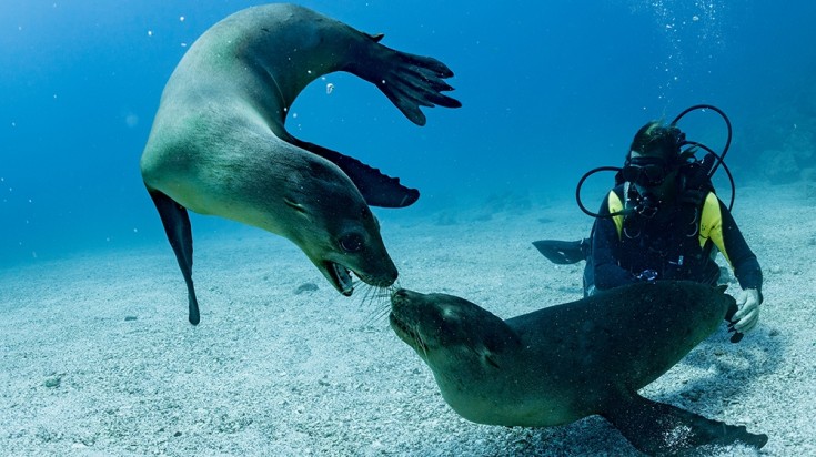 12 meilleurs endroits pour faire de la plongée en Australie 10