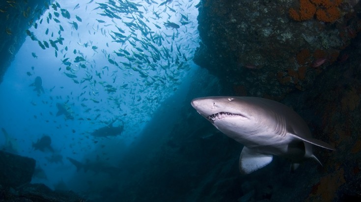 12 meilleurs endroits pour faire de la plongée en Australie 9