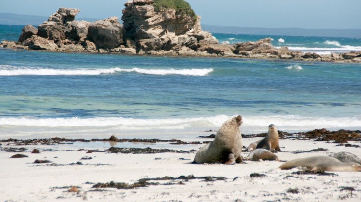 13 meilleurs endroits à visiter dans le sud de l'Australie 4