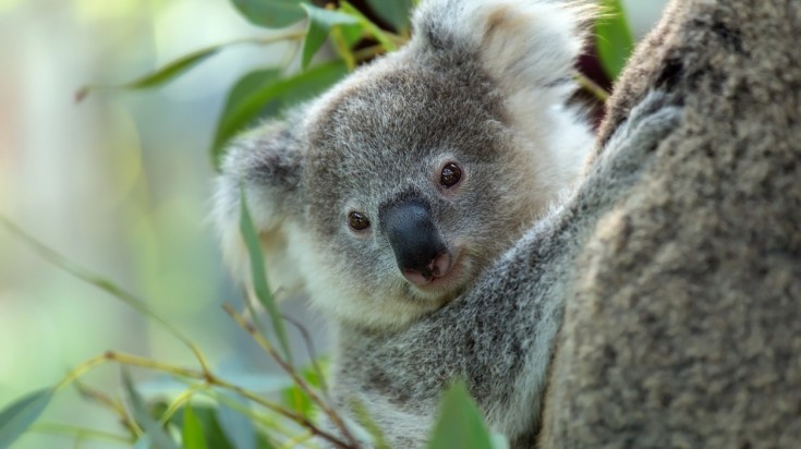 16 meilleures choses à faire à Brisbane 6
