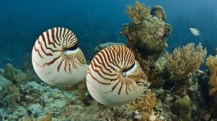 4 meilleurs endroits pour faire de la plongée dans la Grande Barrière de Corail 2
