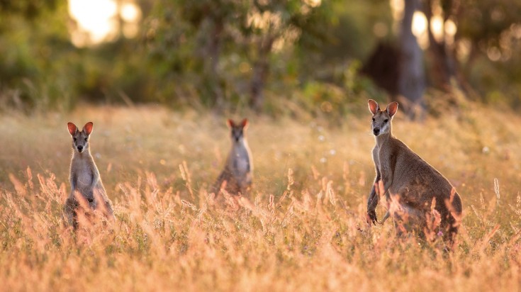 Choses à faire en Australie 7