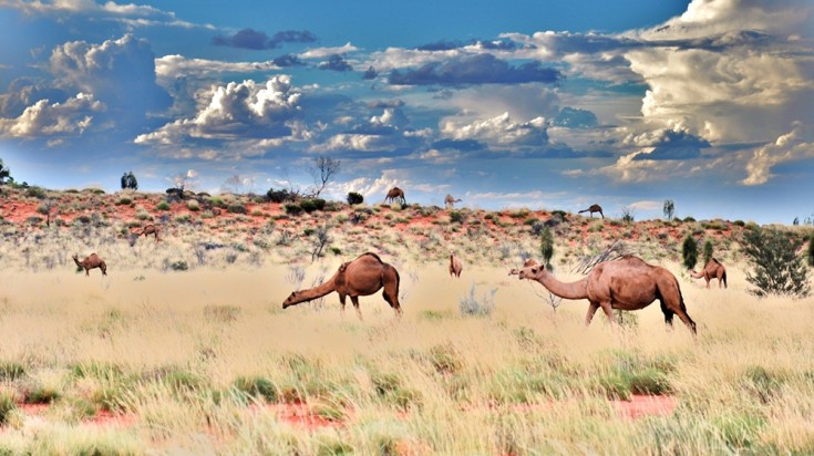 Choses à voir et à faire dans le parc national d'Uluru Kata-Tjuta 6