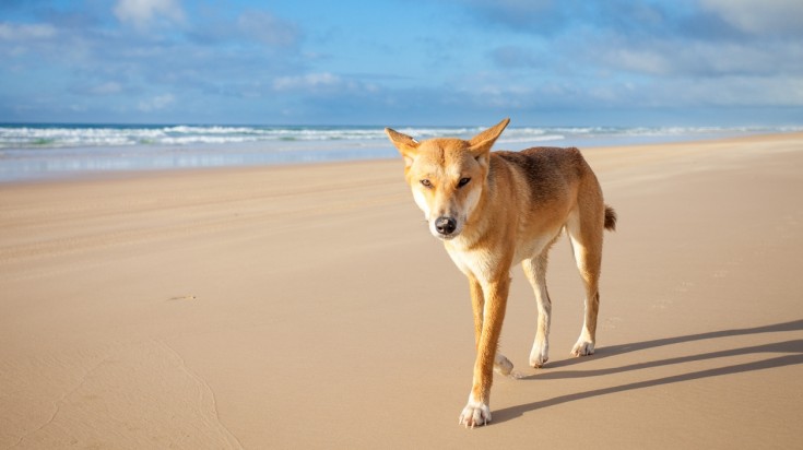 Côte Est de l'Australie : Guide de voyage 4