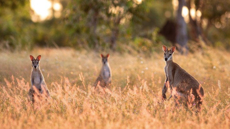 D'Alice Springs à Uluru : un itinéraire 2