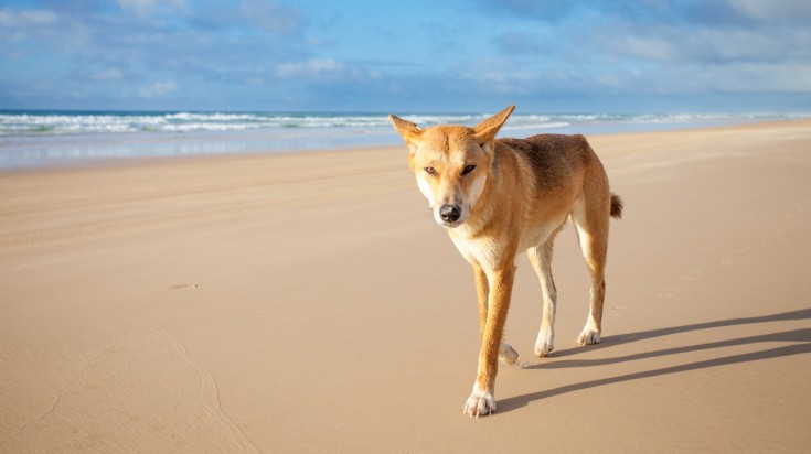 Excursion d'une journée sur l'île Fraser : Visite de la plus grande île de sable du monde 4