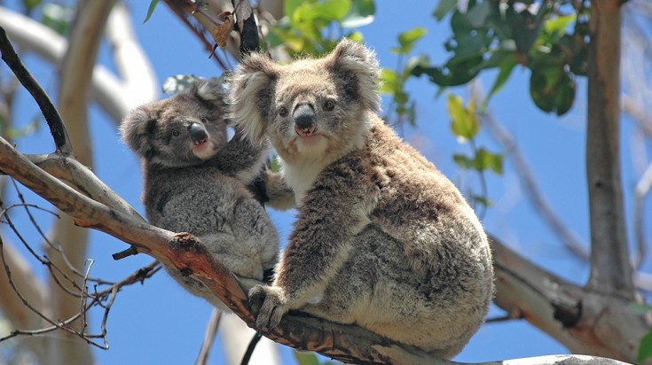 Great Ocean Road : 9 attractions et sites touristiques 3