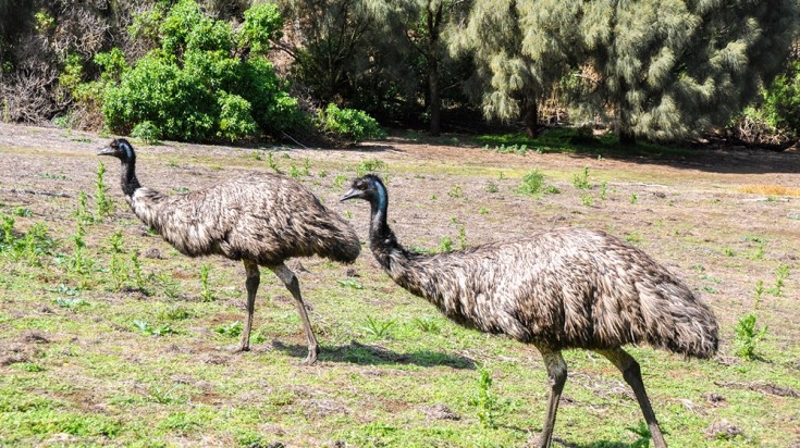Great Ocean Road : 9 attractions et sites touristiques 8
