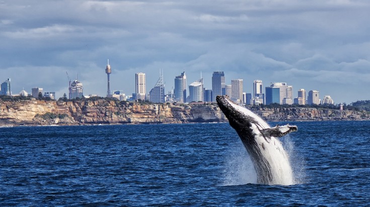 Les 10 meilleurs endroits à visiter à Sydney 13