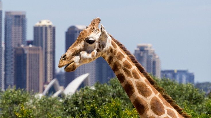 Les 10 meilleurs endroits à visiter à Sydney 6