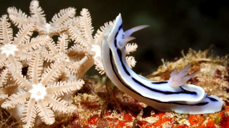Les meilleurs endroits pour faire de la plongée sous-marine à Sydney 6