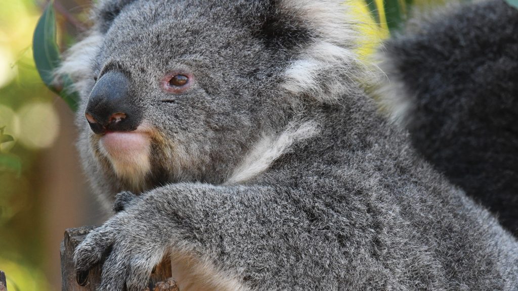 Koalas, dauphins et breloques florales dans la ville tropicale de Brisbane 1