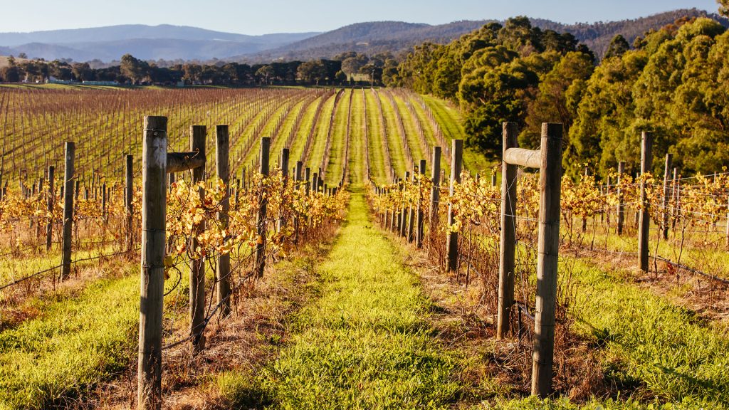 Trouver de l'or dans l'État de Victoria : L'État culturel de l'Australie 2