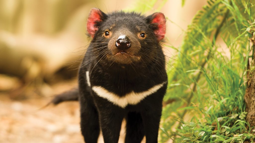 Trouver la sérénité en Tasmanie 1